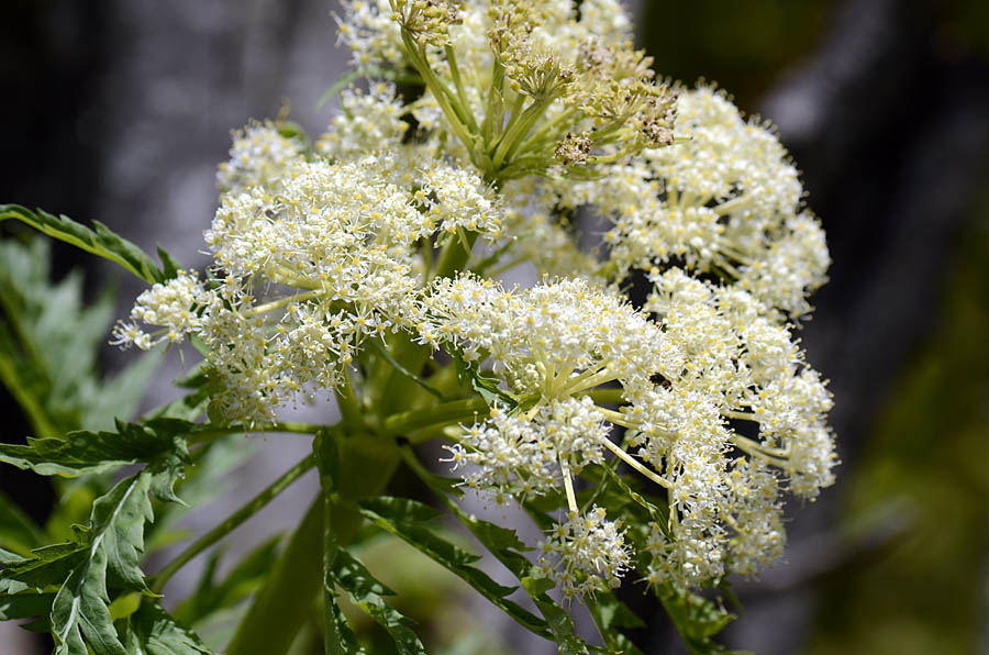 Molopospermum peloponnesiacum / Cicutaria fetida